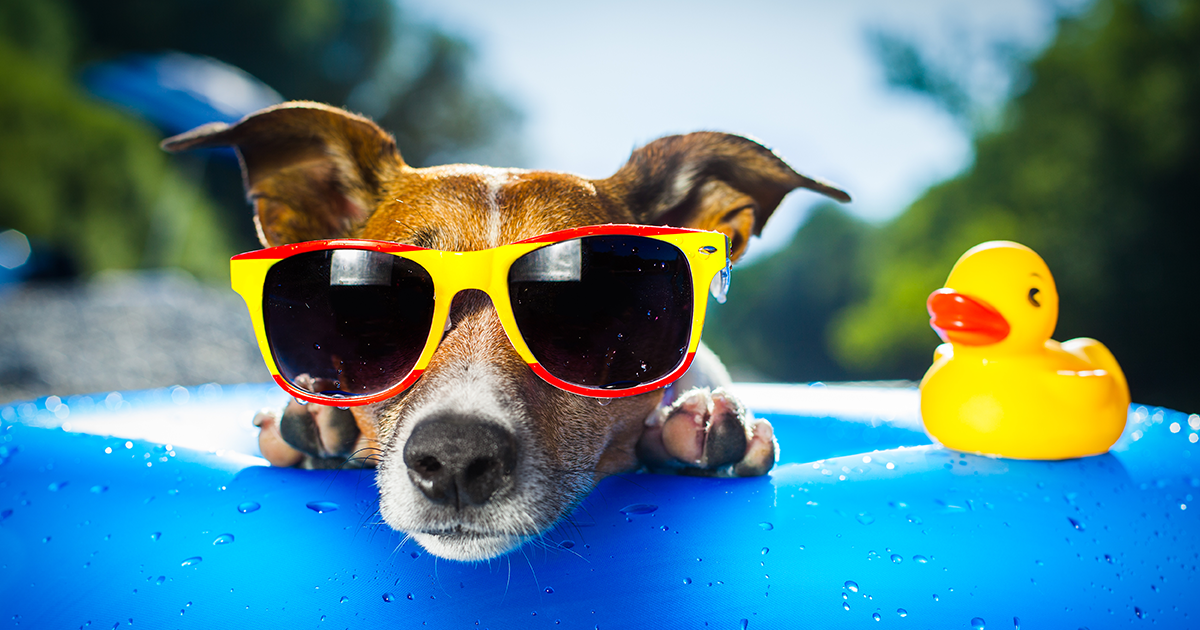 dog in an innertube wearing sunglasses 
