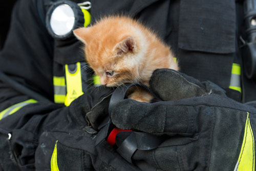 Firefighter holding kitten