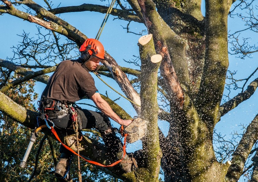 Tree trimming safety