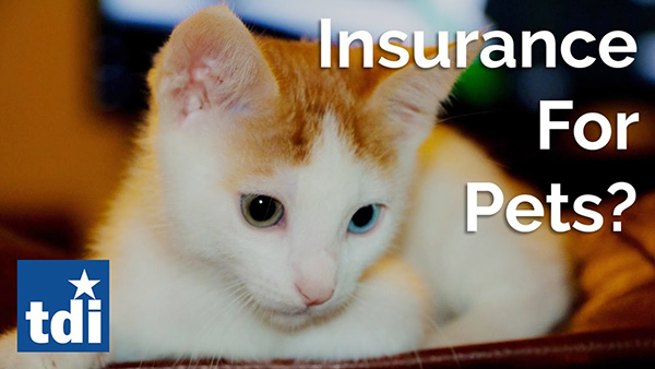 Video: Pet insurance